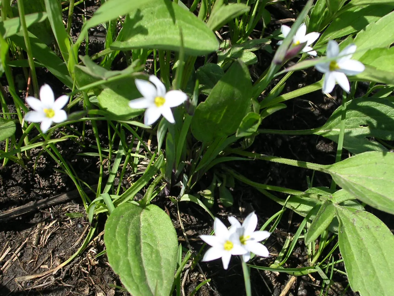 Blue-Eyed Grass (Sisyrinchium Bellum) — Blue-Eyed Grass thrives in USDA Hardiness Zones 4-9, flourishing in full to partial sunlight; not true grass, it boasts