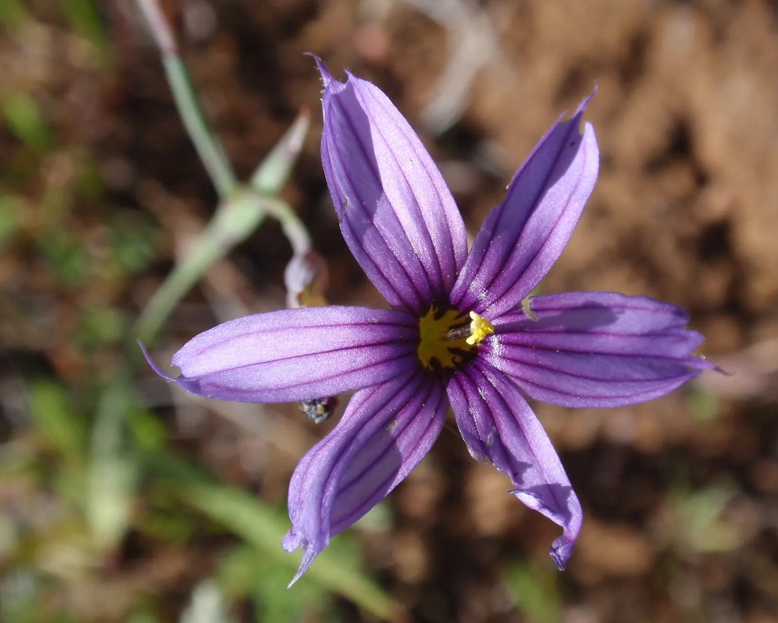 Blue-Eyed Grass (Sisyrinchium Bellum) — each about half an inch across; typically reaching a height of 12 to 18 inches with a similar spread, image 91