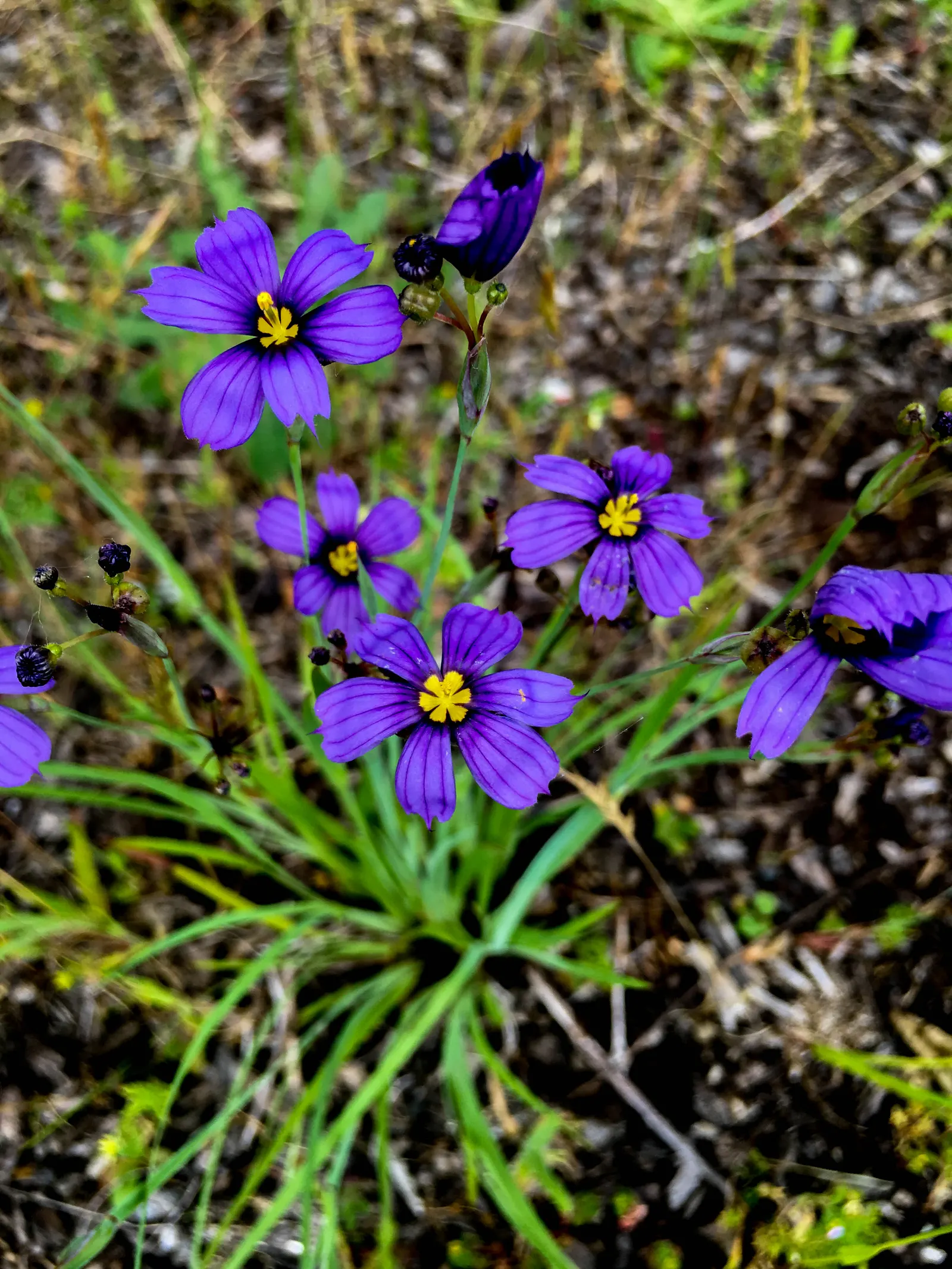 Blue-Eyed Grass (Sisyrinchium Bellum) — For a striking visual impact, plant it in clusters or drifts