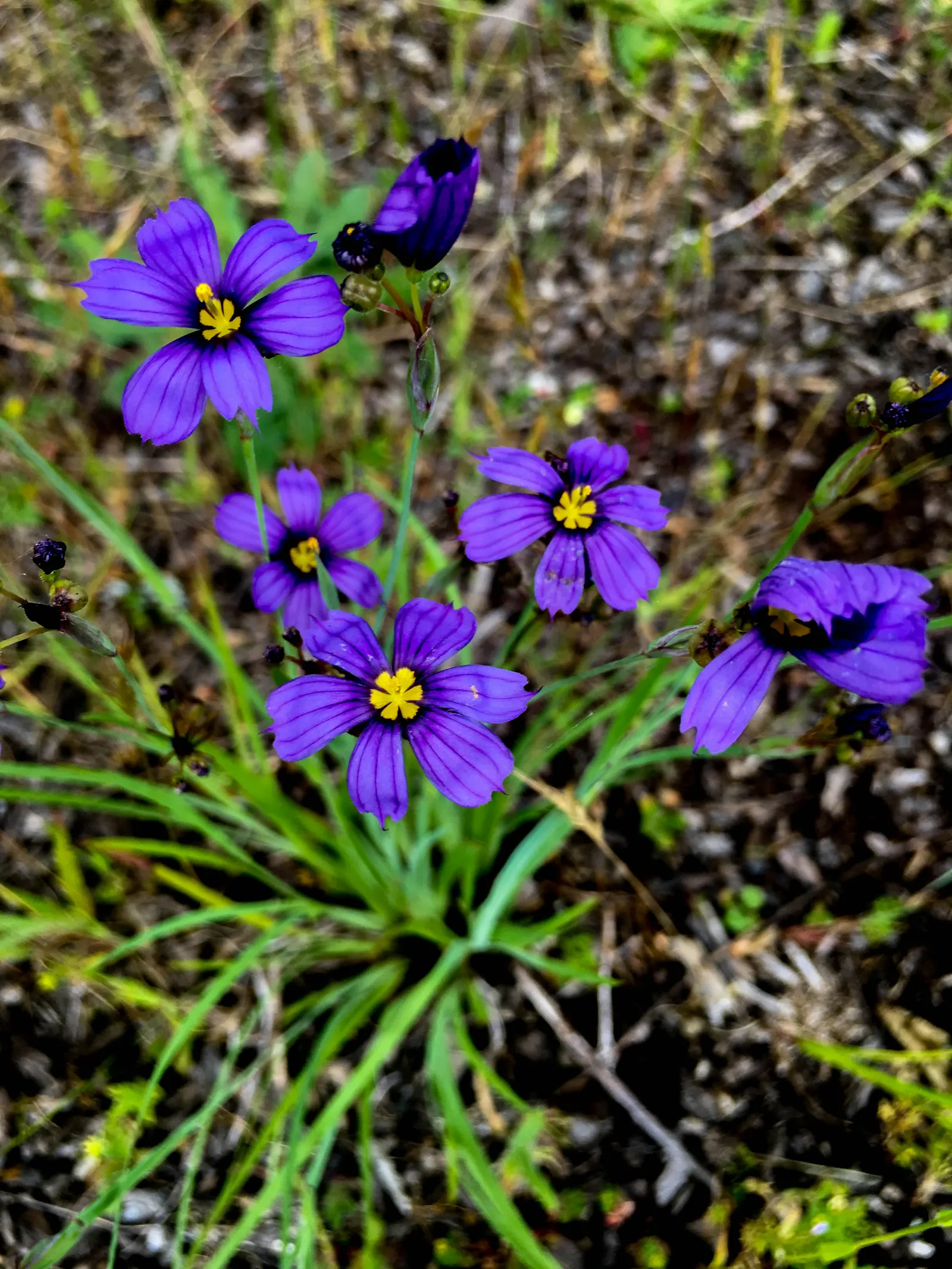Blue-Eyed Grass (Sisyrinchium Bellum) — commonly referred to as Blue-Eyed Grass