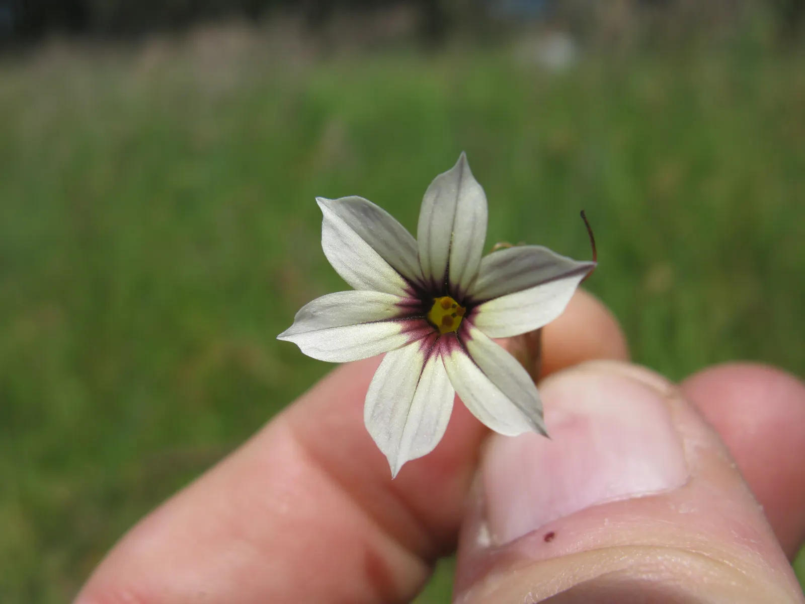 Blue-Eyed Grass (Sisyrinchium Bellum) — providing versatility in placement throughout your design; hardy in USDA zones 4-9, it thrives in full sun, image 101
