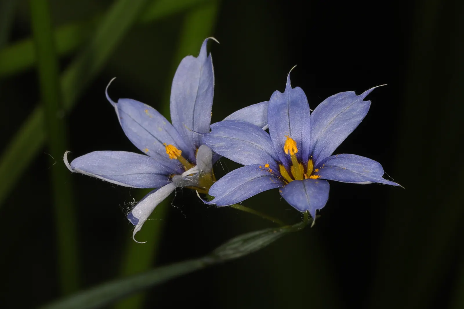 Blue-Eyed Grass (Sisyrinchium Bellum) — For a striking visual impact, plant it in clusters or drifts; possess a striking deep blue hue with a gold, image 125