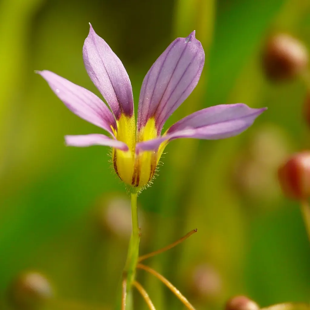 Blue-Eyed Grass (Sisyrinchium Bellum) — While it can tolerate light foot traffic; it is best placed along borders, image 122