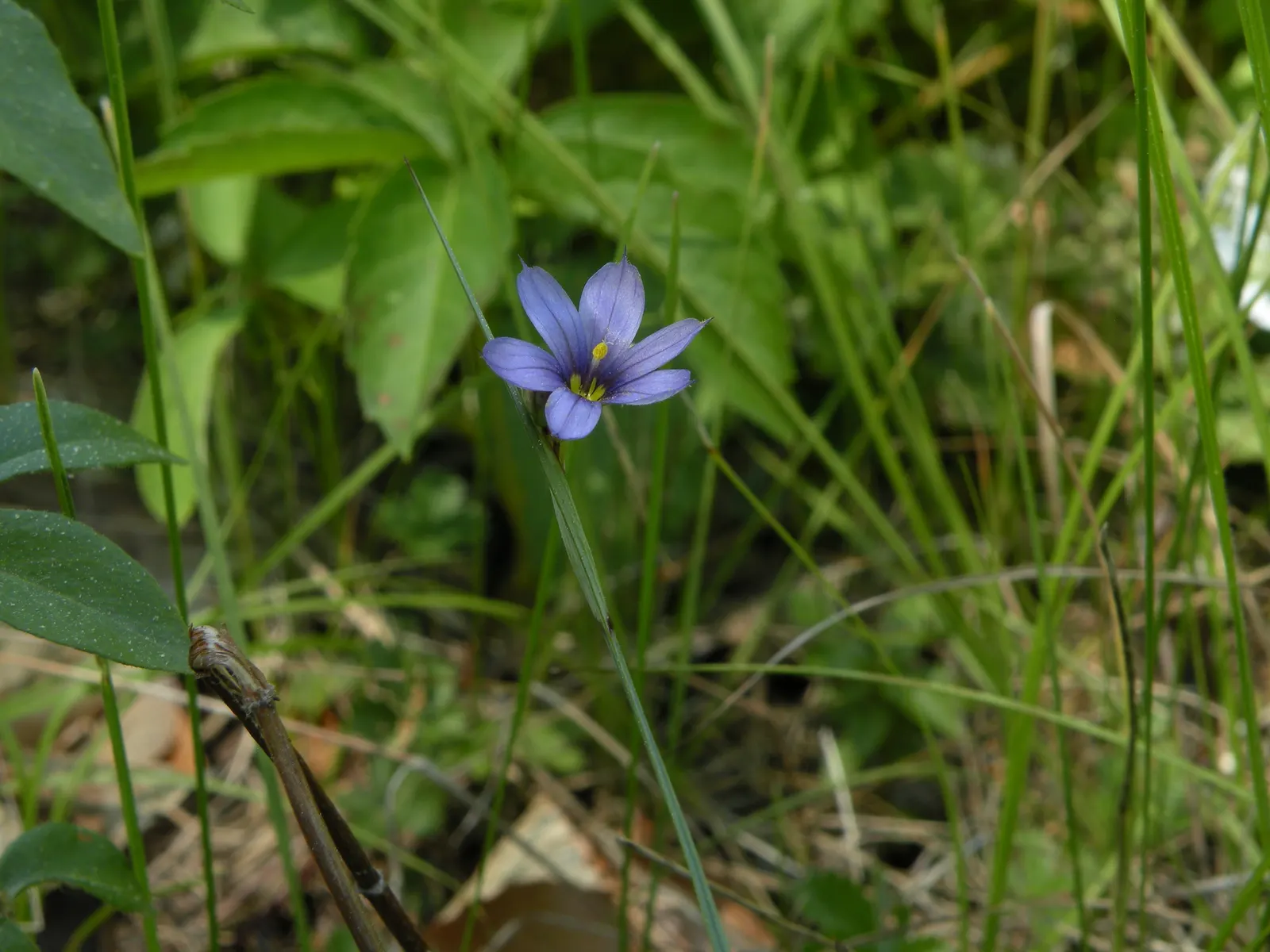 Blue-Eyed Grass (Sisyrinchium Bellum) — enhancing the garden's biodiversity