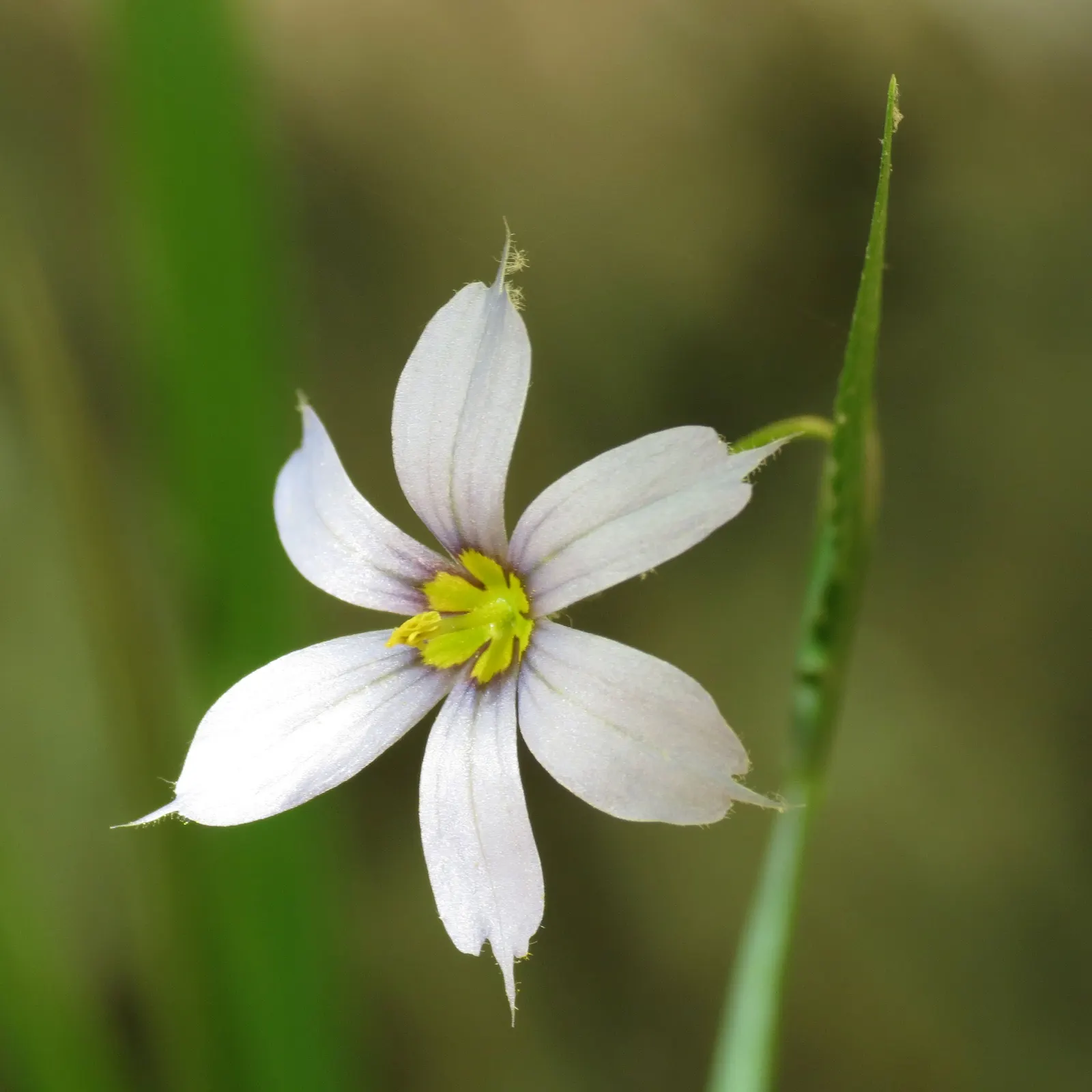 Blue-Eyed Grass (Sisyrinchium Bellum) — is a charming herbaceous perennial native to the western United States; each about half an inch across, image 110