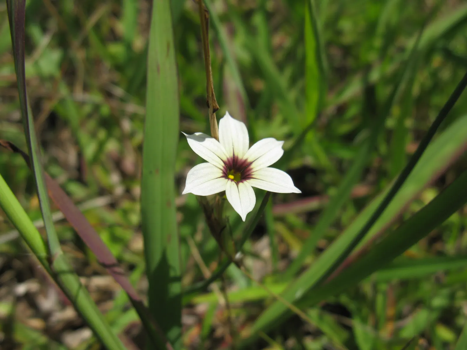Blue-Eyed Grass (Sisyrinchium Bellum) — commonly referred to as Blue-Eyed Grass; is a charming herbaceous perennial native to the western United, image 57