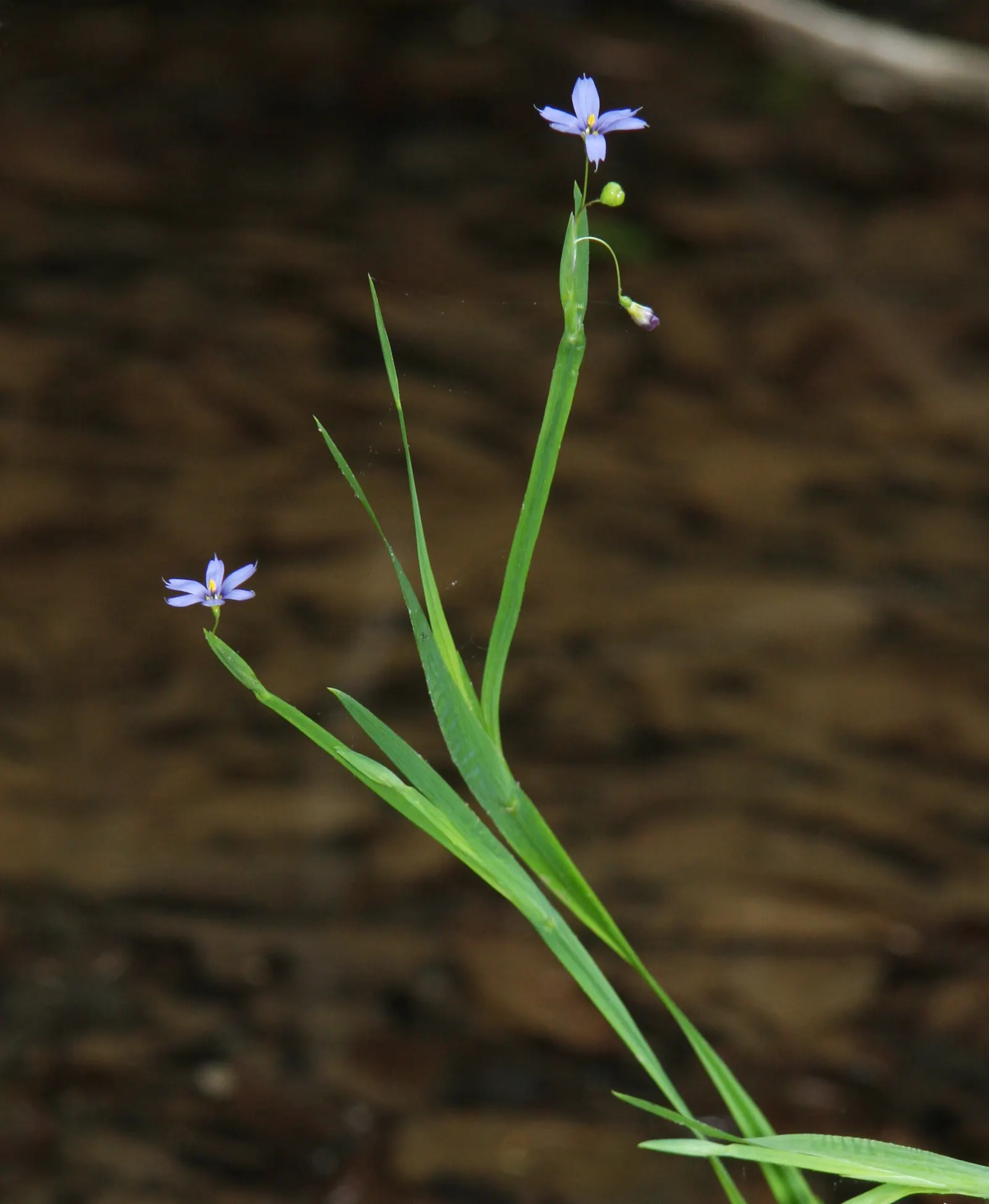 Blue-Eyed Grass (Sisyrinchium Bellum) — It adapts well to various soil types, though it prefers well-draining soil and moderate moisture