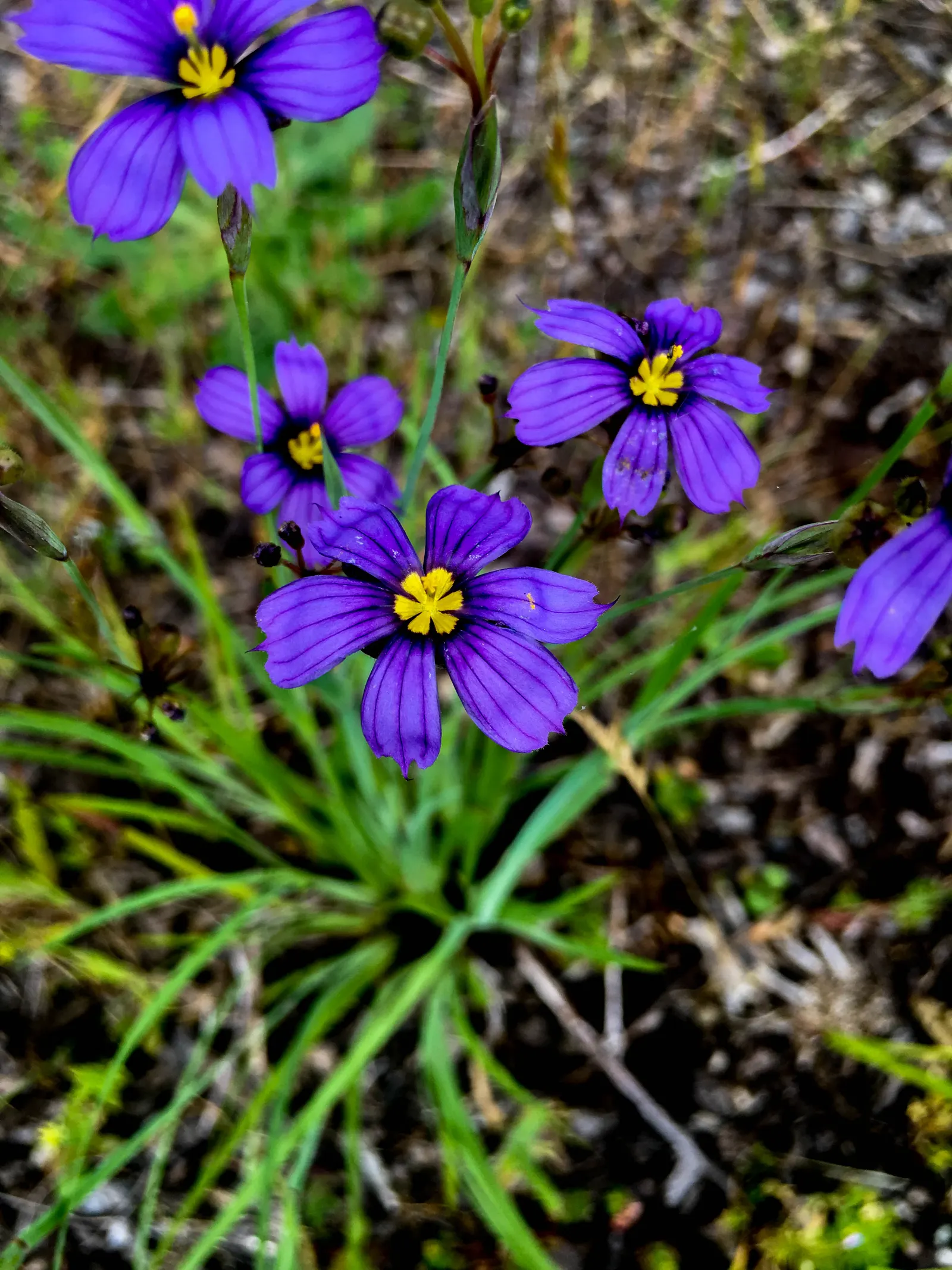 Blue-Eyed Grass (Sisyrinchium Bellum) — creating the 'blue eye' appearance that gives the plant its name; blue and purple flowers in the garden, image 67