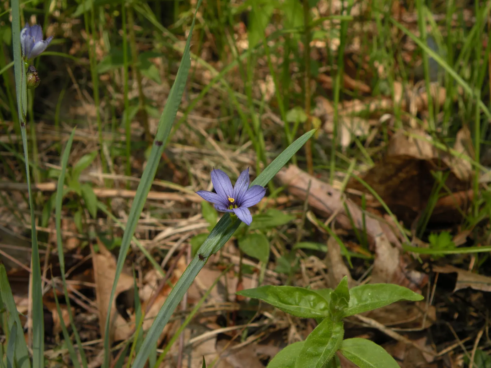 Blue-Eyed Grass (Sisyrinchium Bellum) — commonly referred to as Blue-Eyed Grass; is a charming herbaceous perennial native to the western United States