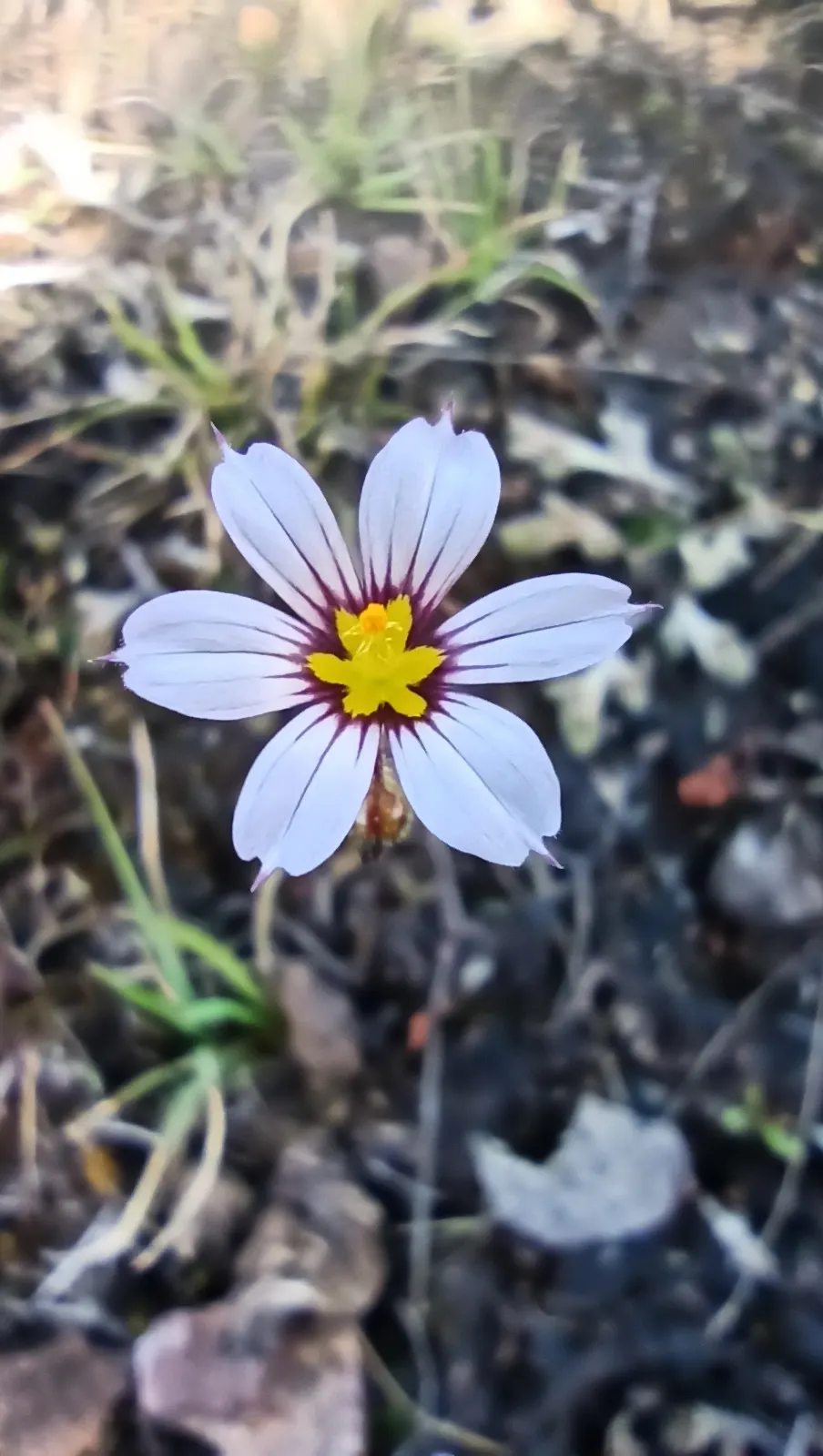 Blue-Eyed Grass (Sisyrinchium Bellum) — Ideal for borders and rock gardens; while it can tolerate light foot traffic, image 107