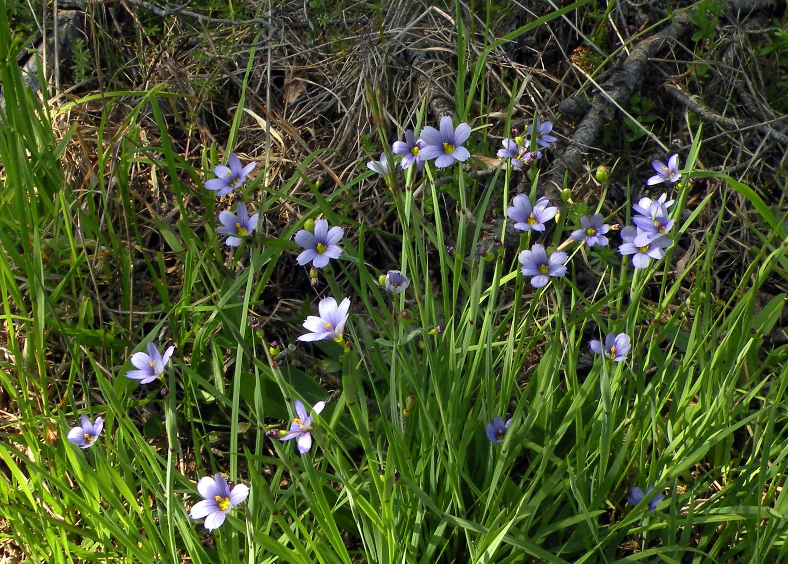 Blue-Eyed Grass (Sisyrinchium Bellum) — each about half an inch across; typically reaching a height of 12 to 18 inches with a similar spread, image 65