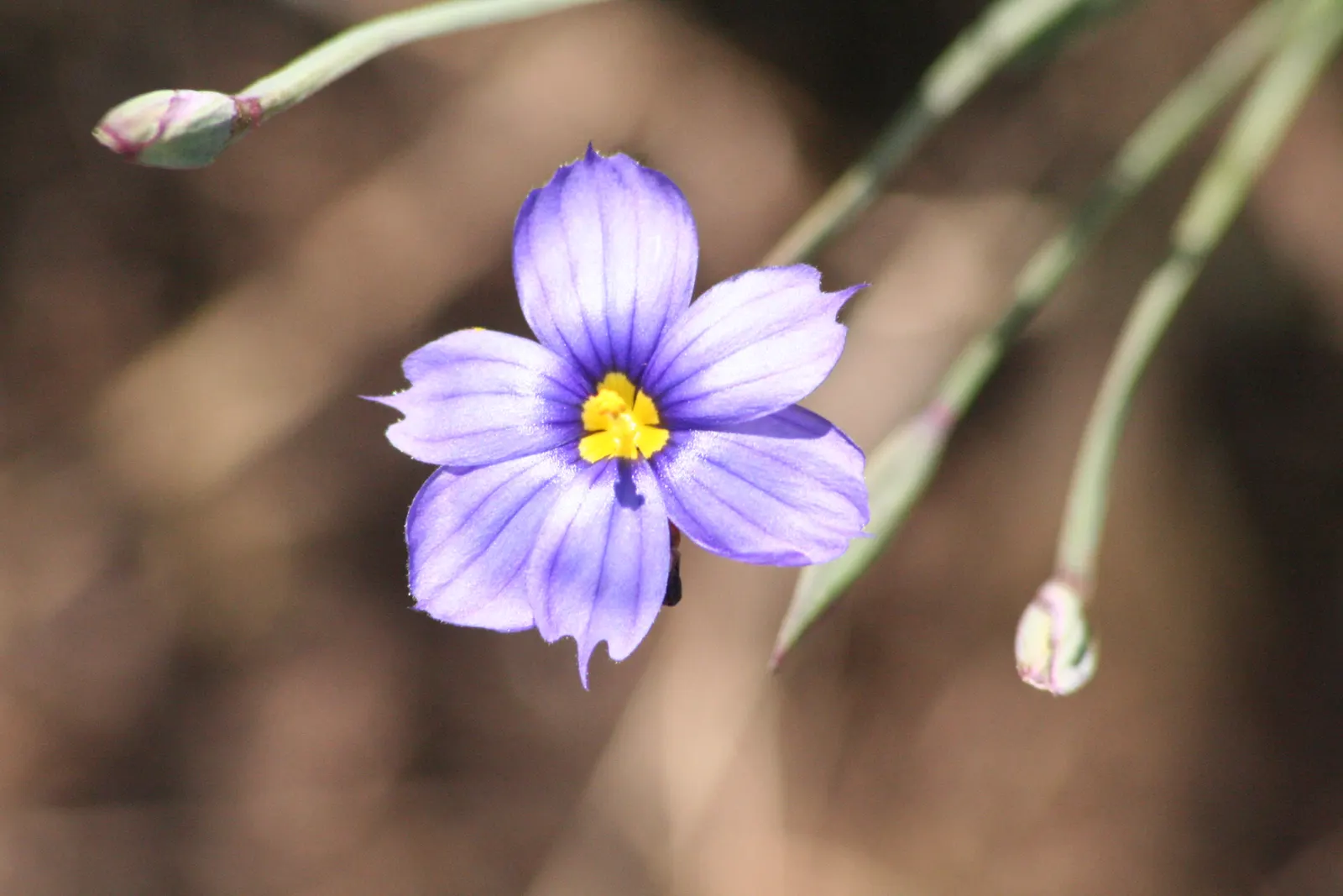 Blue-Eyed Grass (Sisyrinchium Bellum) — possess a striking deep blue hue with a gold center; it adapts well to various soil types, though it prefers, image 118