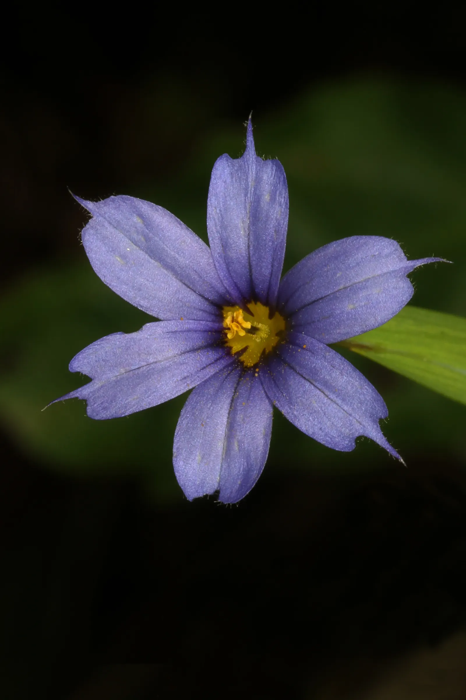 Blue-Eyed Grass (Sisyrinchium Bellum) — creating the 'blue eye' appearance that gives the plant its name