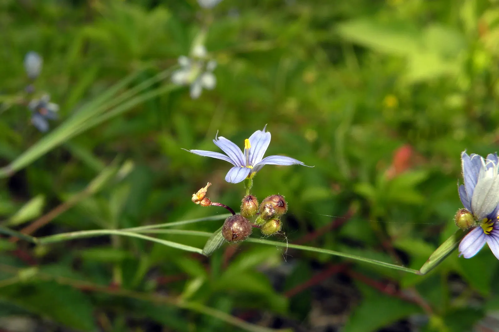 Blue-Eyed Grass (Sisyrinchium Bellum) — each about half an inch across