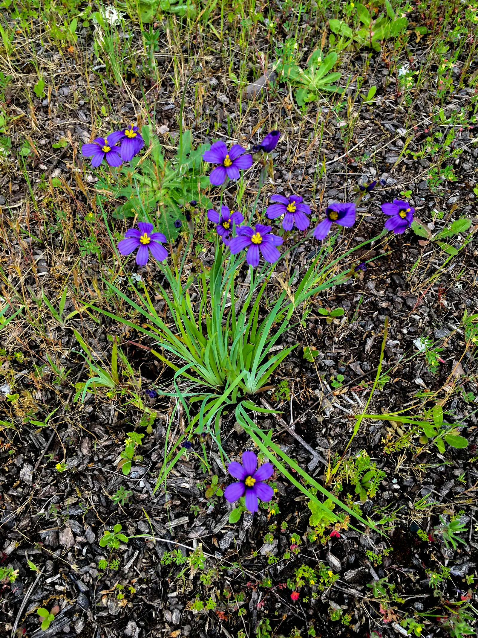 Blue-Eyed Grass (Sisyrinchium Bellum) — perennial with blue and purple blooms