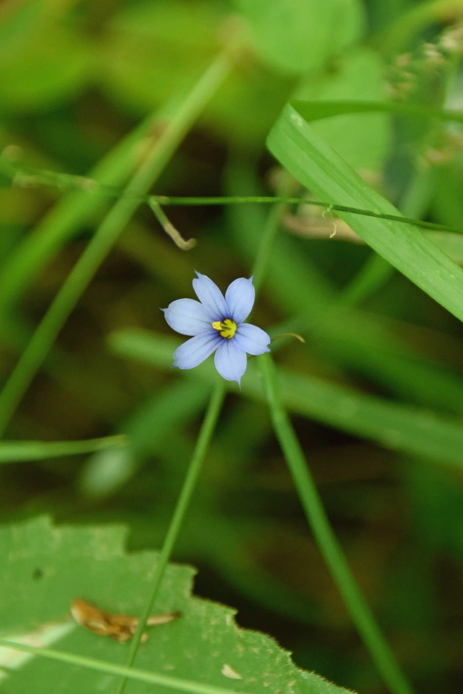 Blue-Eyed Grass (Sisyrinchium Bellum) — Not true grass, it boasts striking, blue-purple flowers resembling a small iris, set against emerald blades