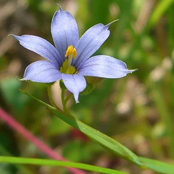 Blue-Eyed Grass (Sisyrinchium Bellum) — perennial for full or half; providing versatility in placement throughout your design