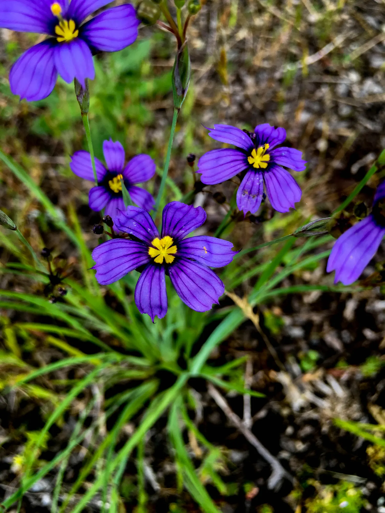 Blue-Eyed Grass (Sisyrinchium Bellum) — perennial for full or half; providing versatility in placement throughout your design, image 78