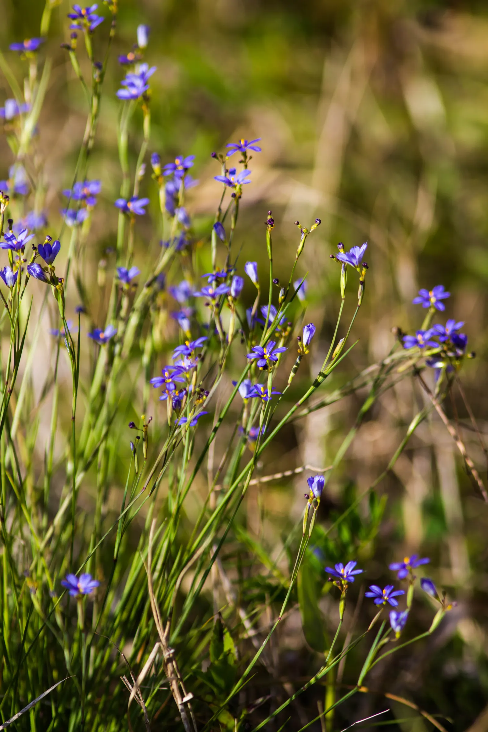 Blue-Eyed Grass (Sisyrinchium Bellum) — Hardy in USDA zones 4-9, it thrives in full sun to part shade and well-draining soil; in late spring to, image 80