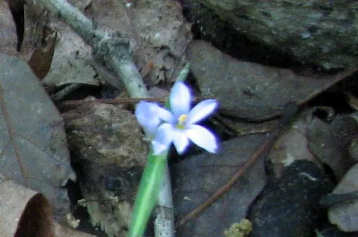 Blue-Eyed Grass (Sisyrinchium Bellum) — Not true grass, it boasts striking, blue-purple flowers resembling a small iris, set against emerald, image 79