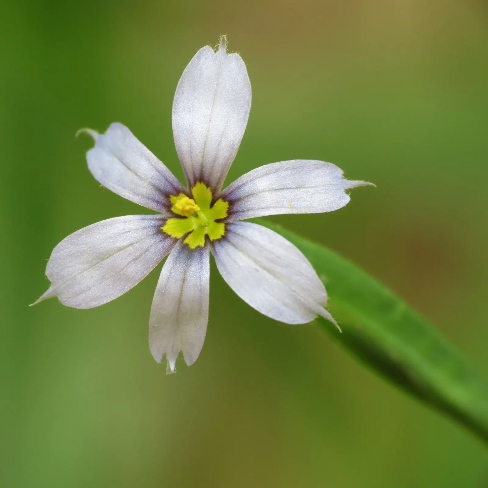 Blue-Eyed Grass (Sisyrinchium Bellum) — It adapts well to various soil types, though it prefers well-draining soil and moderate moisture; blue-Eyed, image 69