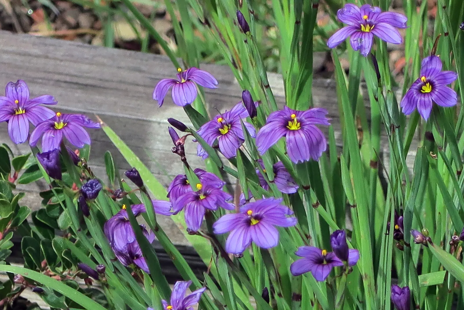 Blue-Eyed Grass (Sisyrinchium Bellum) — possess a striking deep blue hue with a gold center; it adapts well to various soil types, though it prefers, image 92