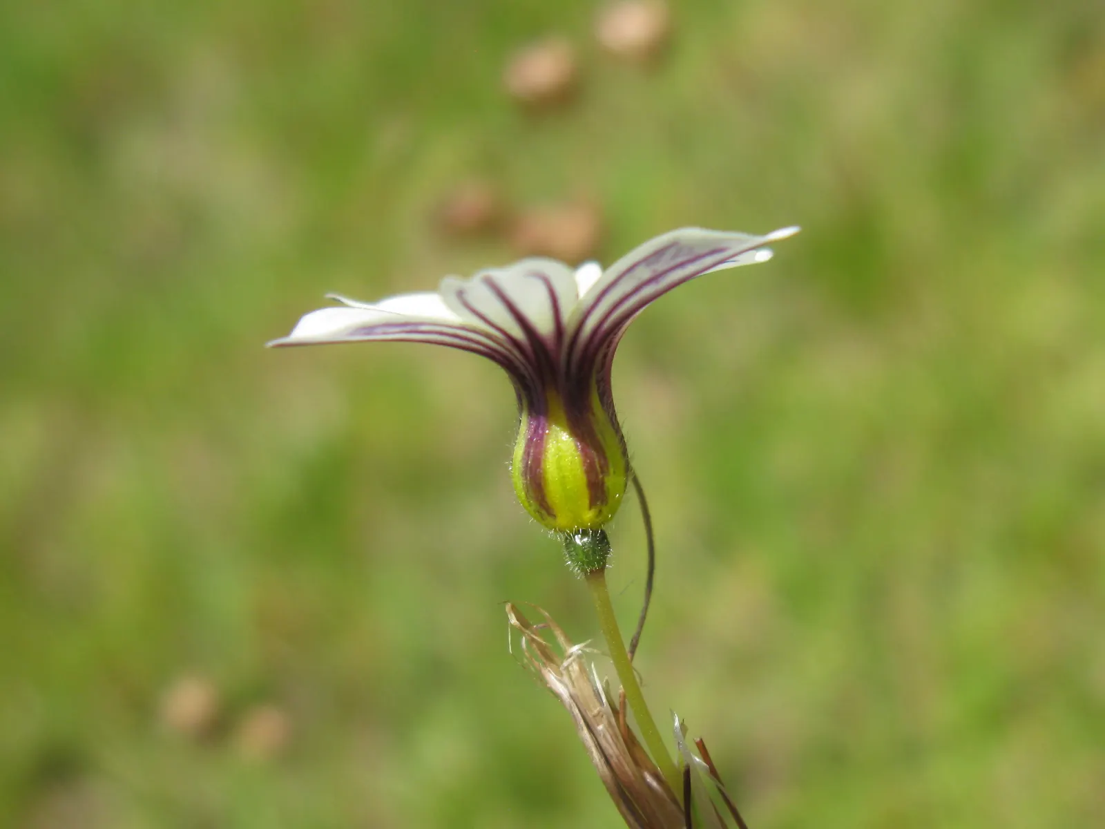 Blue-Eyed Grass (Sisyrinchium Bellum) — For a striking visual impact, plant it in clusters or drifts; possess a striking deep blue hue with a gold center