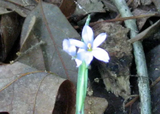 Blue-Eyed Grass (Sisyrinchium Bellum) — Ideal for borders and rock gardens