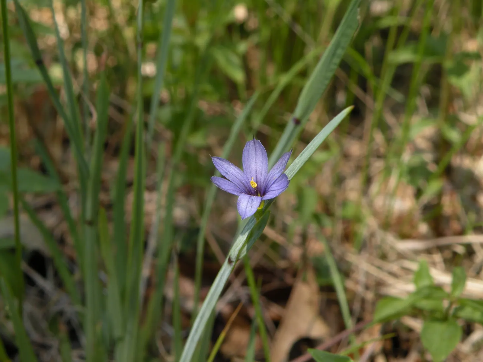 Blue-Eyed Grass (Sisyrinchium Bellum) — it adds a delicate texture and vibrant color from late spring to early summer; perennial with blue and purple blooms