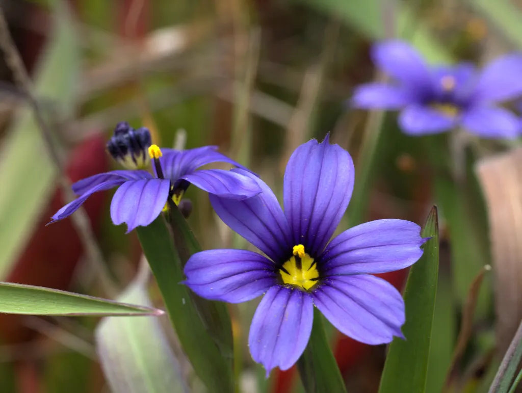 Blue-Eyed Grass (Sisyrinchium Bellum) — commonly referred to as Blue-Eyed Grass; is a charming herbaceous perennial native to the western United, image 83