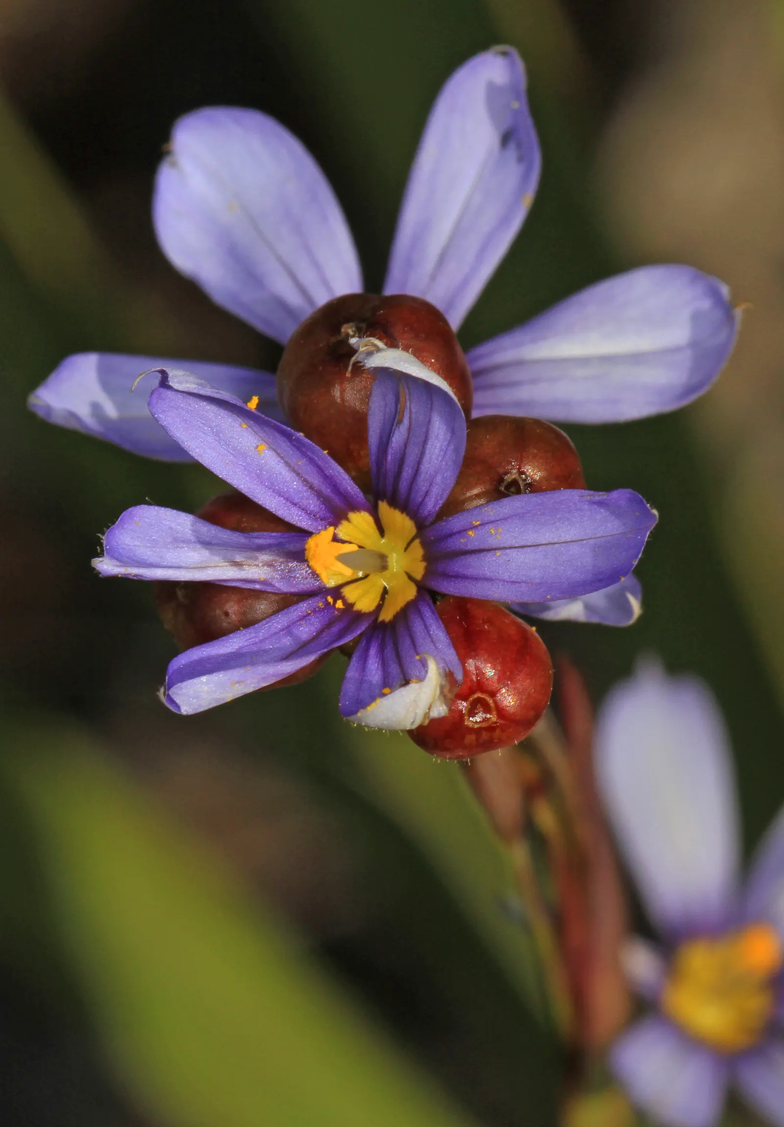 Blue-Eyed Grass (Sisyrinchium Bellum) — Its compact size also makes Sisyrinchium bellum suitable for container gardening; for a striking visual, image 74