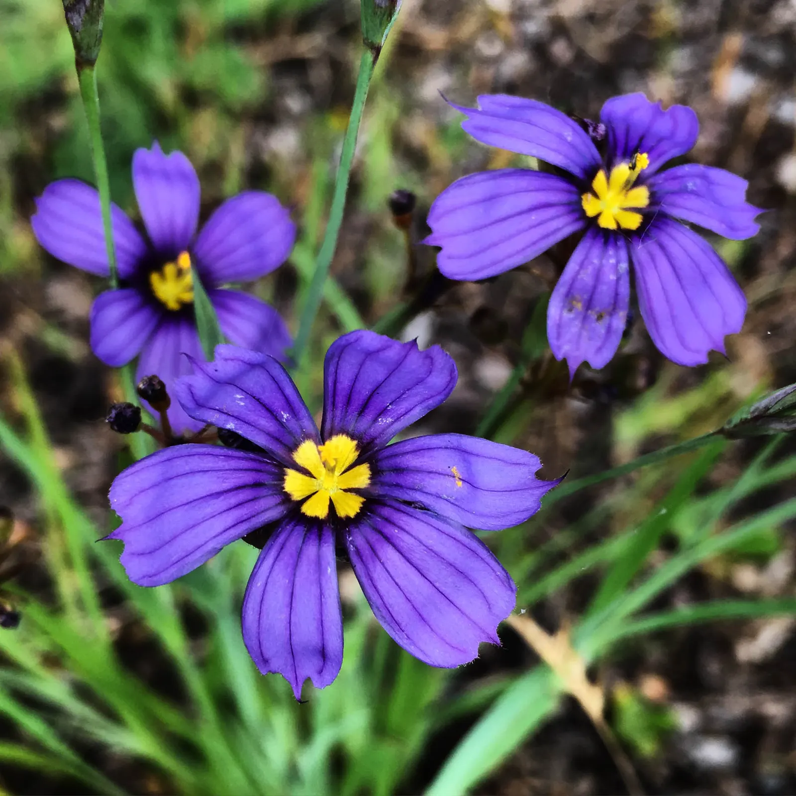 Blue-Eyed Grass (Sisyrinchium Bellum) — In late spring to early summer