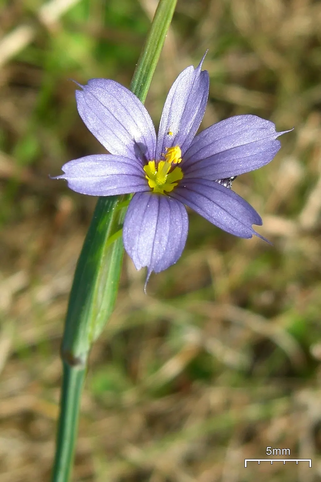 Blue-Eyed Grass (Sisyrinchium Bellum) — blue and purple flowers in the garden; grass-like foliage that forms compact tufts of green, image 102