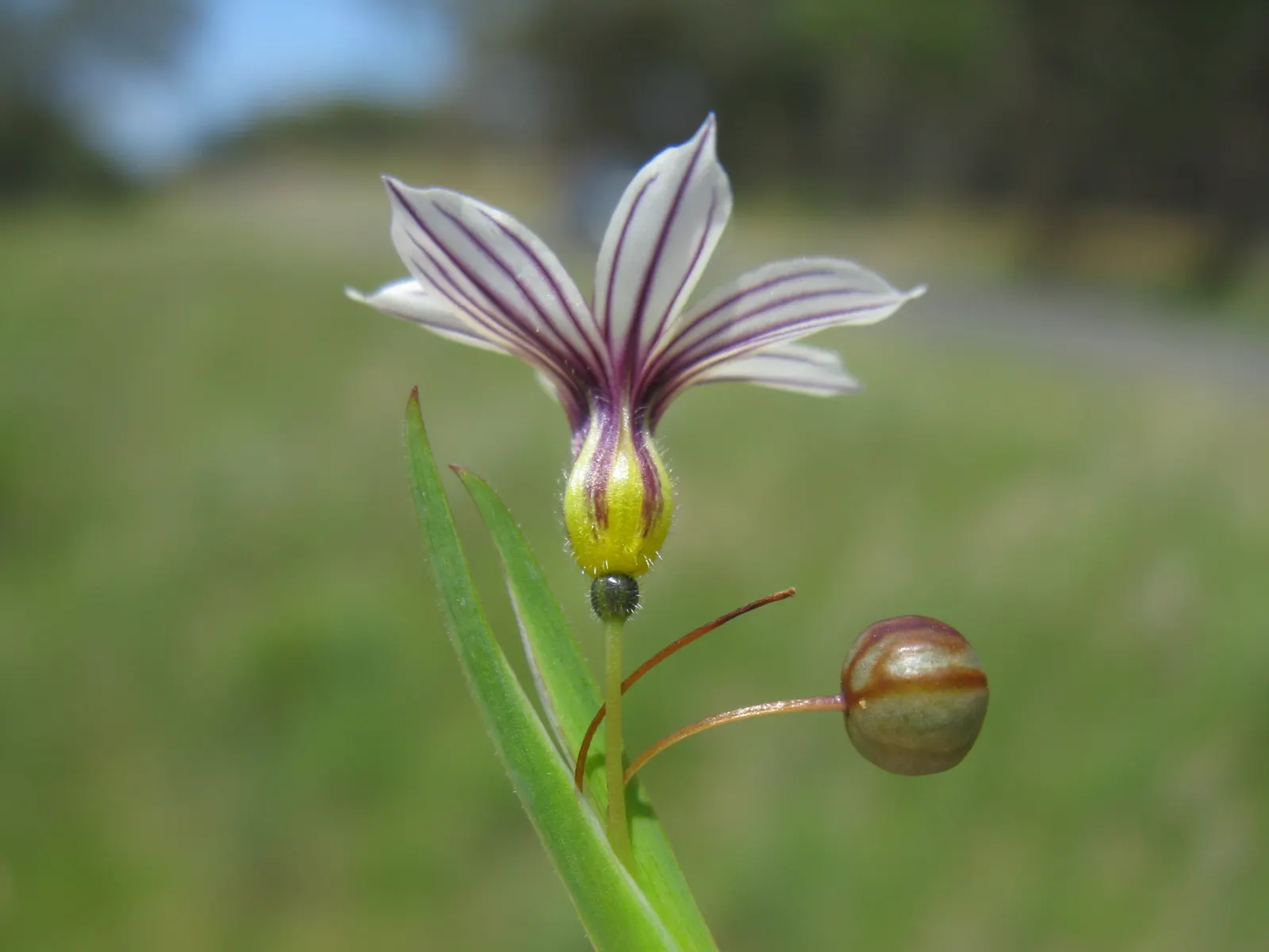 Blue-Eyed Grass (Sisyrinchium Bellum) — typically reaching a height of 12 to 18 inches with a similar spread; creating the 'blue eye' appearance, image 88