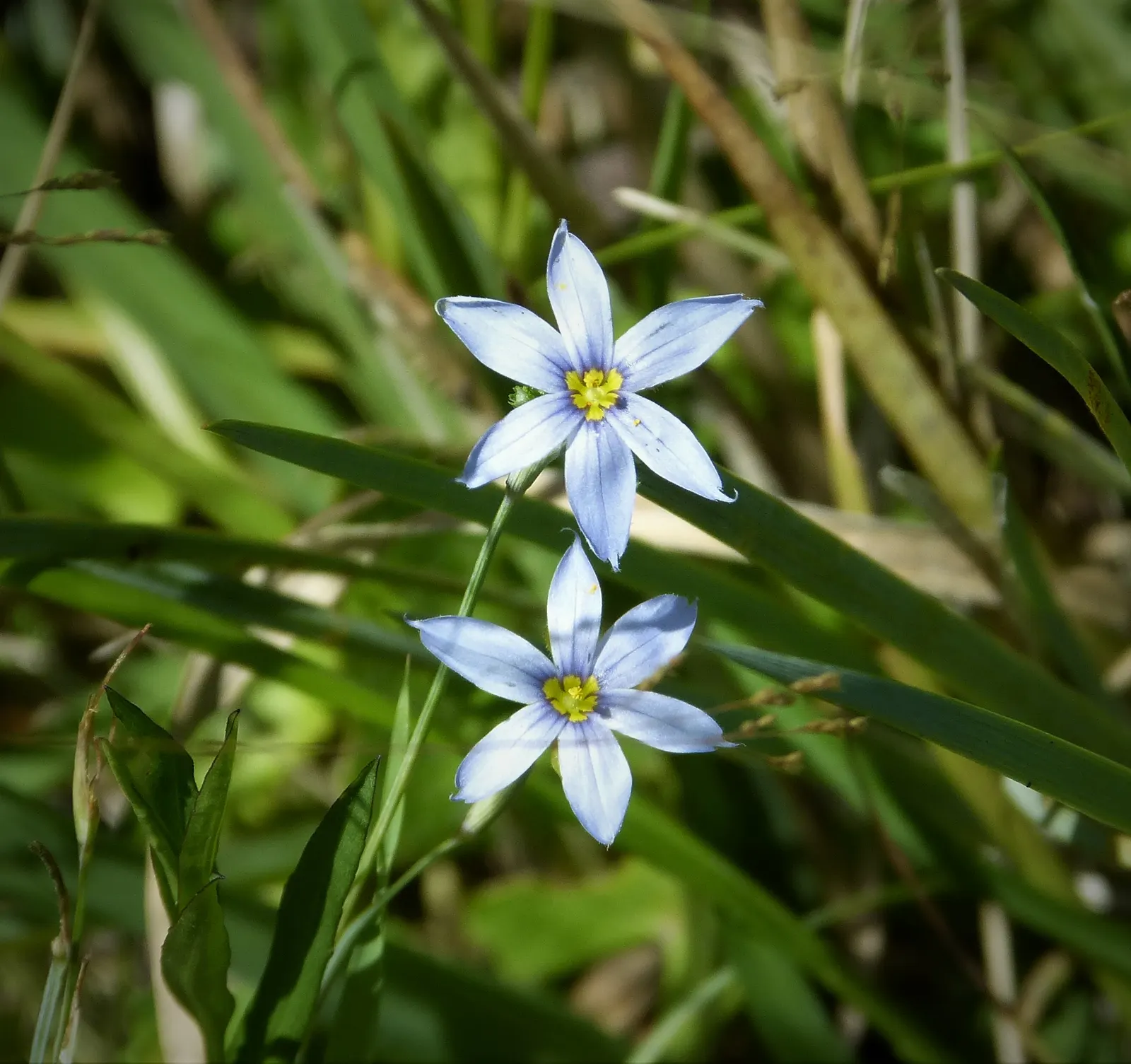 Blue-Eyed Grass (Sisyrinchium Bellum) — possess a striking deep blue hue with a gold center; it adapts well to various soil types, though it prefers
