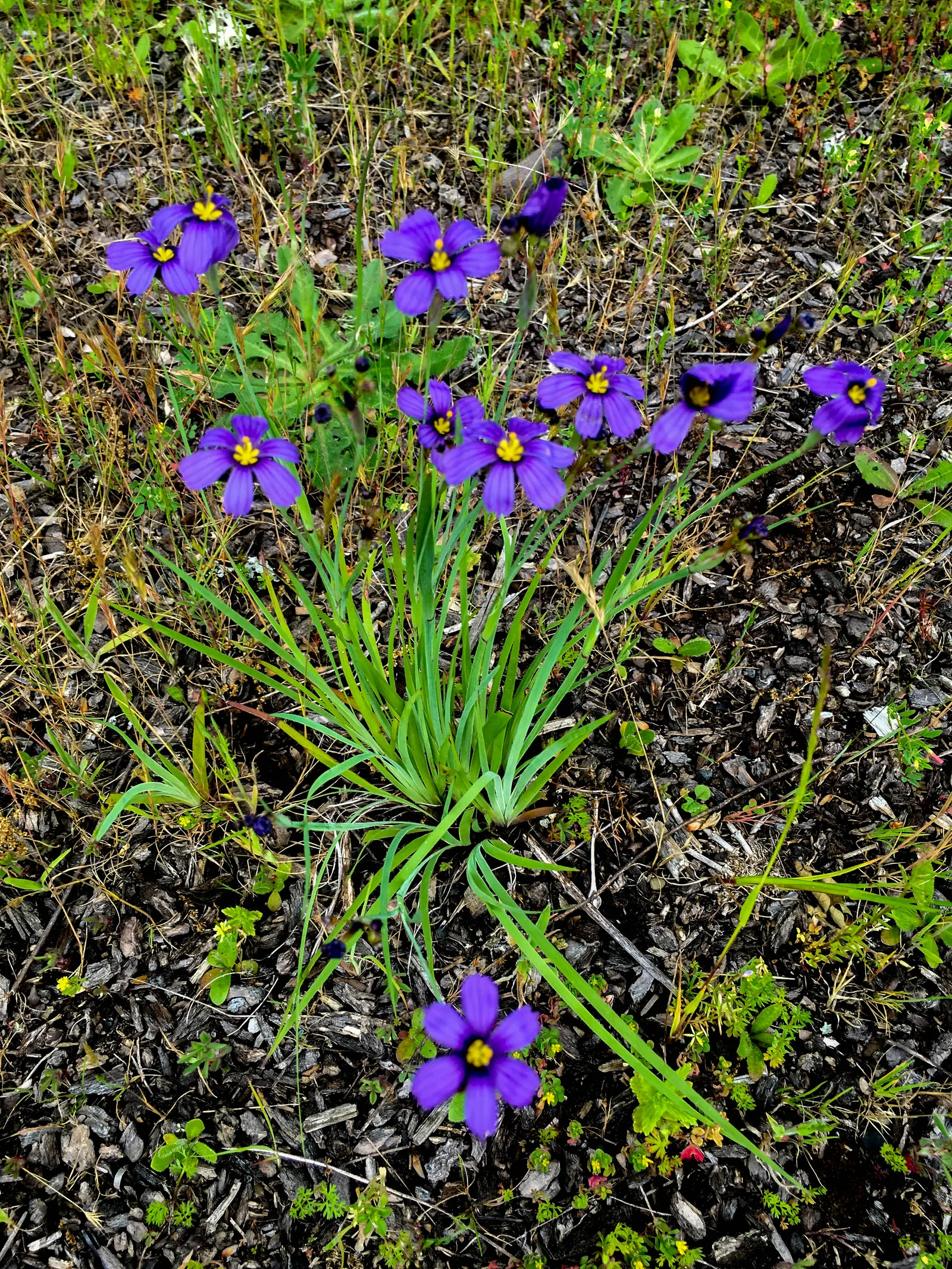 Blue-Eyed Grass (Sisyrinchium Bellum) — In late spring to early summer; its compact size also makes Sisyrinchium bellum suitable for container gardening