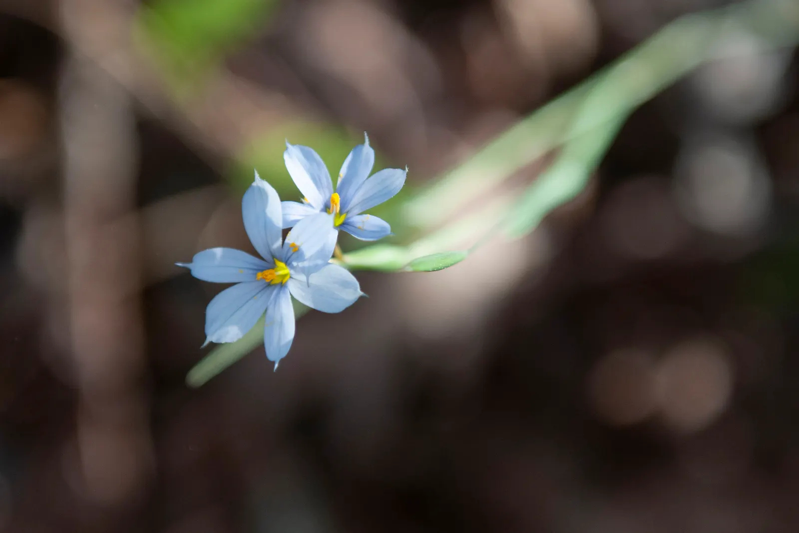 Blue-Eyed Grass (Sisyrinchium Bellum) — Despite its name, it is not a true grass but a member of the Iris family (Iridaceae); enhancing the garden's, image 111