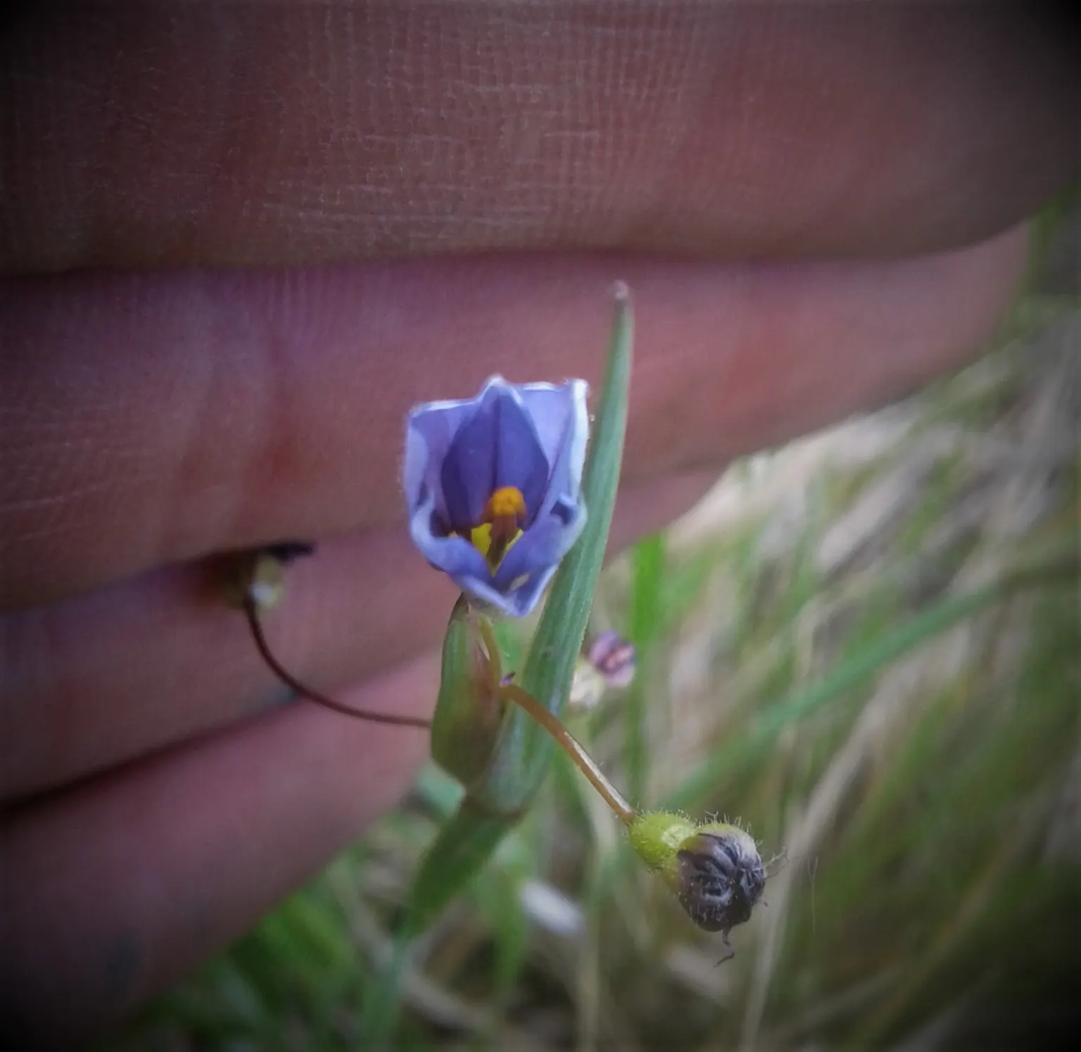 Blue-Eyed Grass (Sisyrinchium Bellum) — enhancing the garden's biodiversity; despite its name, it is not a true grass but a member of the Iris, image 98
