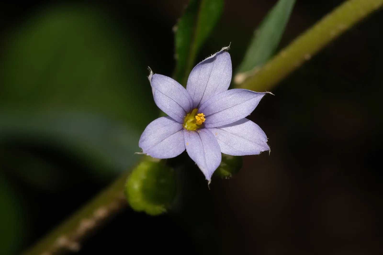 Blue-Eyed Grass (Sisyrinchium Bellum) — providing versatility in placement throughout your design; hardy in USDA zones 4-9, it thrives in full sun to part