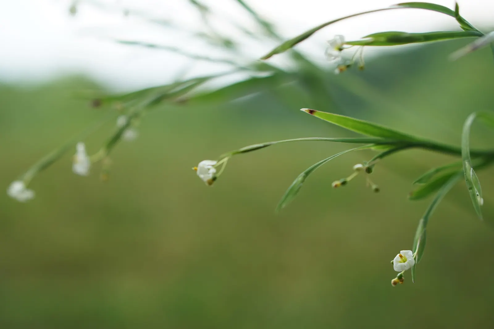 Blue-Eyed Grass (Sisyrinchium Bellum) — it is best placed along borders; perennial for full or half, image 123