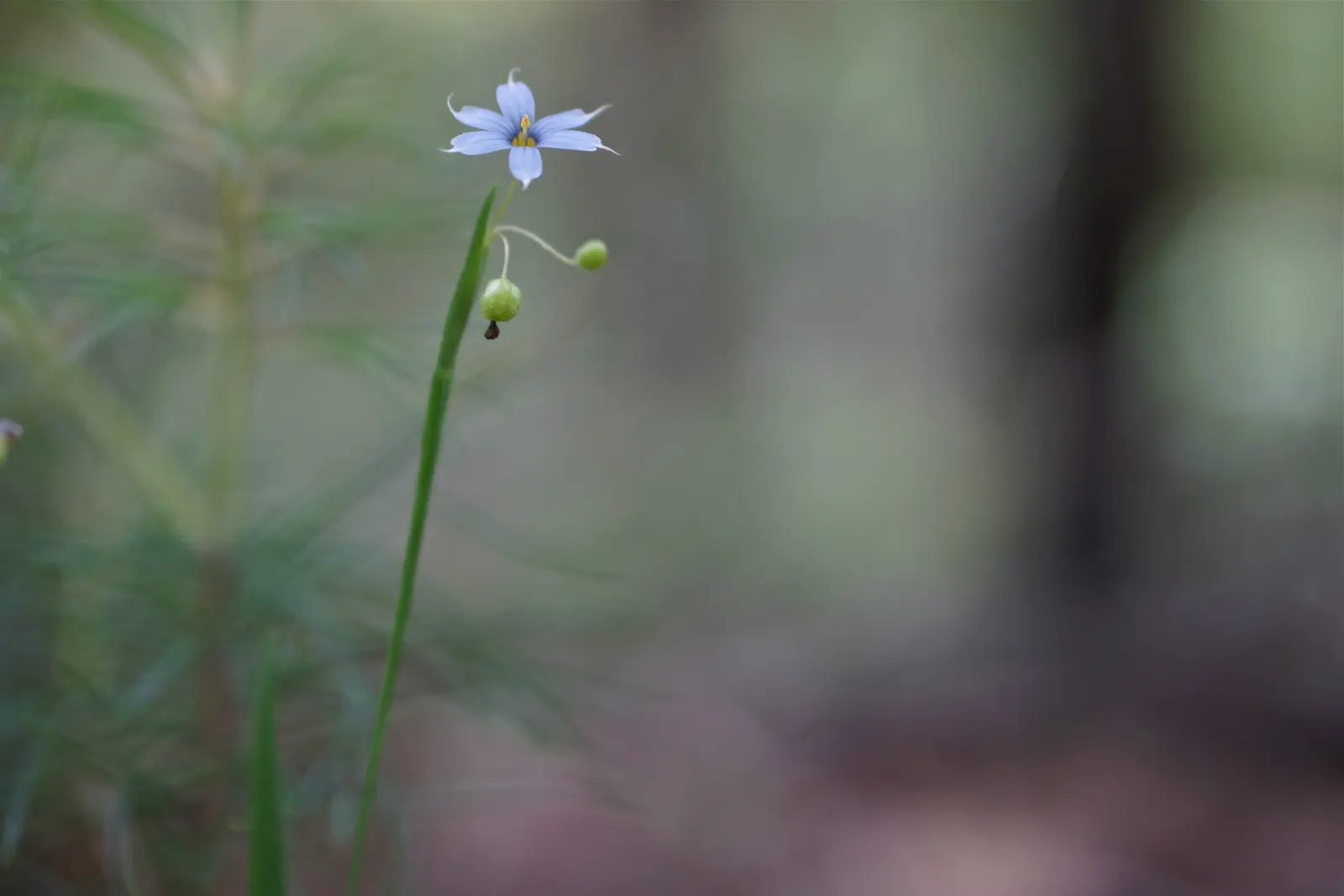 Blue-Eyed Grass (Sisyrinchium Bellum) — Despite its name, it is not a true grass but a member of the Iris family (Iridaceae)