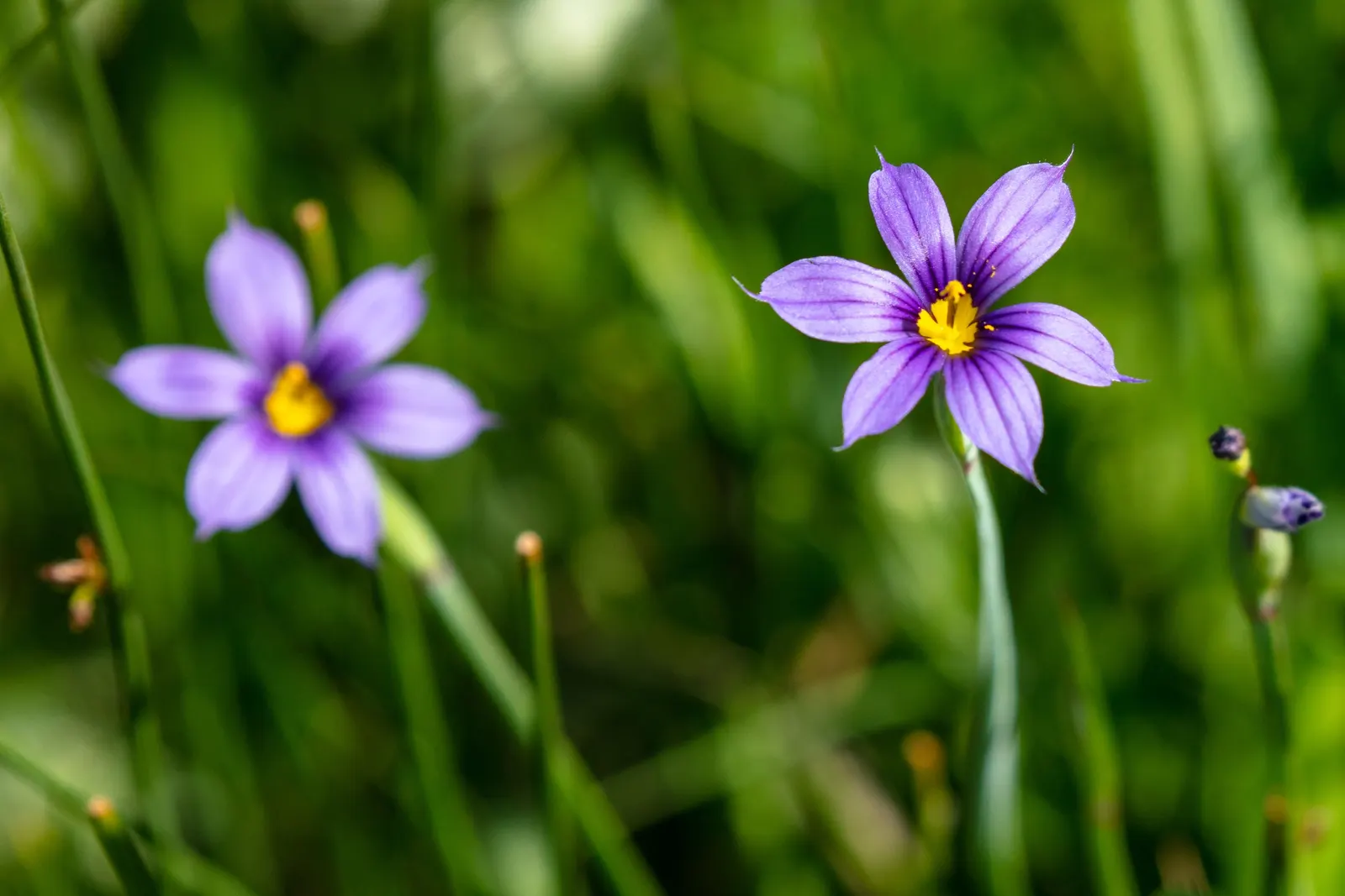 Blue-Eyed Grass (Sisyrinchium Bellum) — In late spring to early summer; its compact size also makes Sisyrinchium bellum suitable for container, image 63
