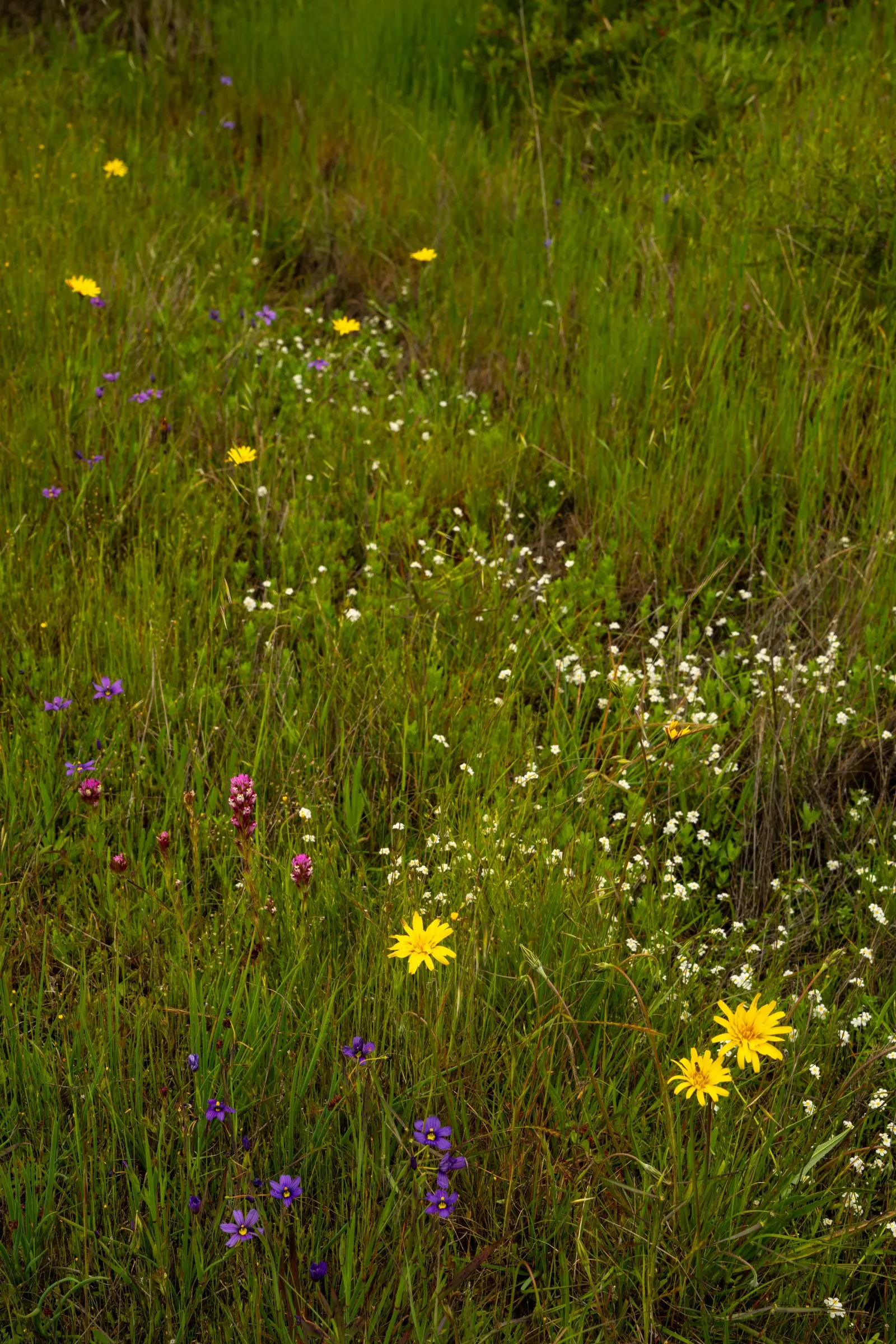 Blue-Eyed Grass (Sisyrinchium Bellum) — For a striking visual impact, plant it in clusters or drifts; possess a striking deep blue hue with a gold, image 73