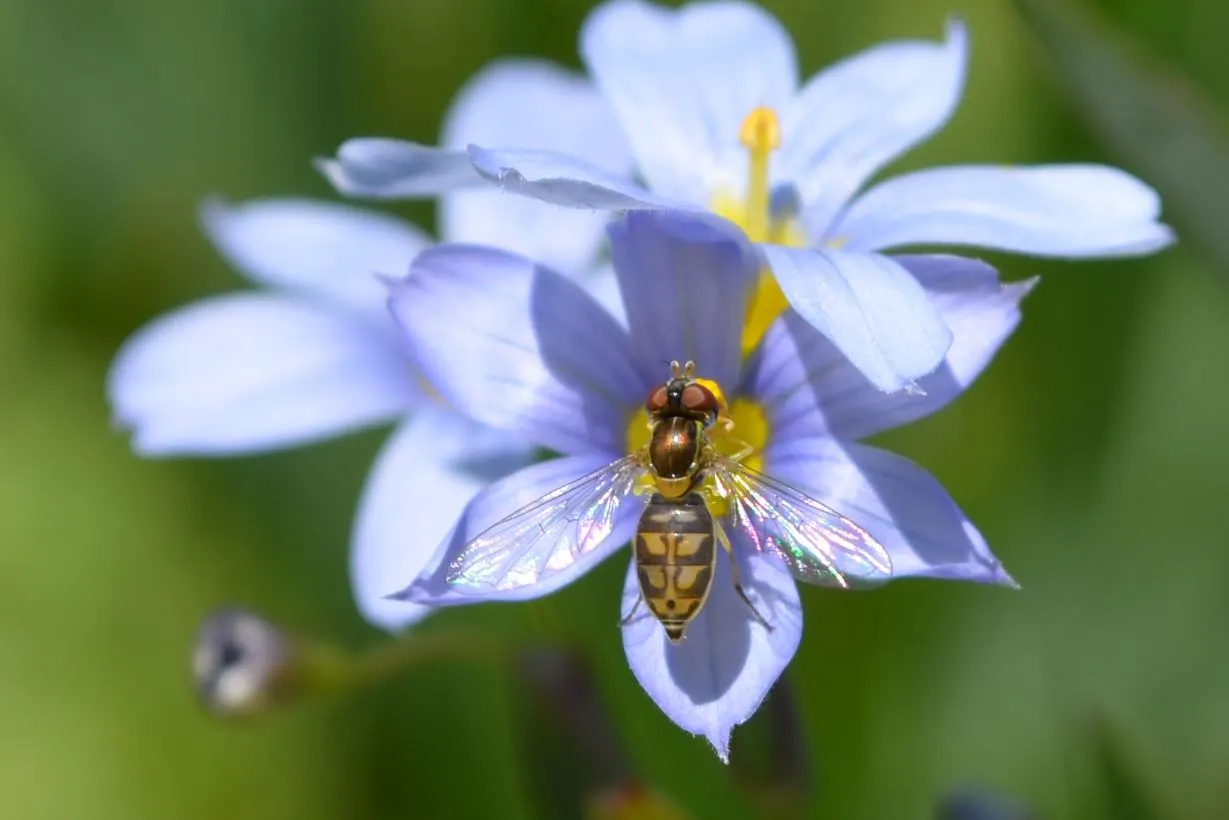 Blue-Eyed Grass (Sisyrinchium Bellum) — is a charming herbaceous perennial native to the western United States; each about half an inch across