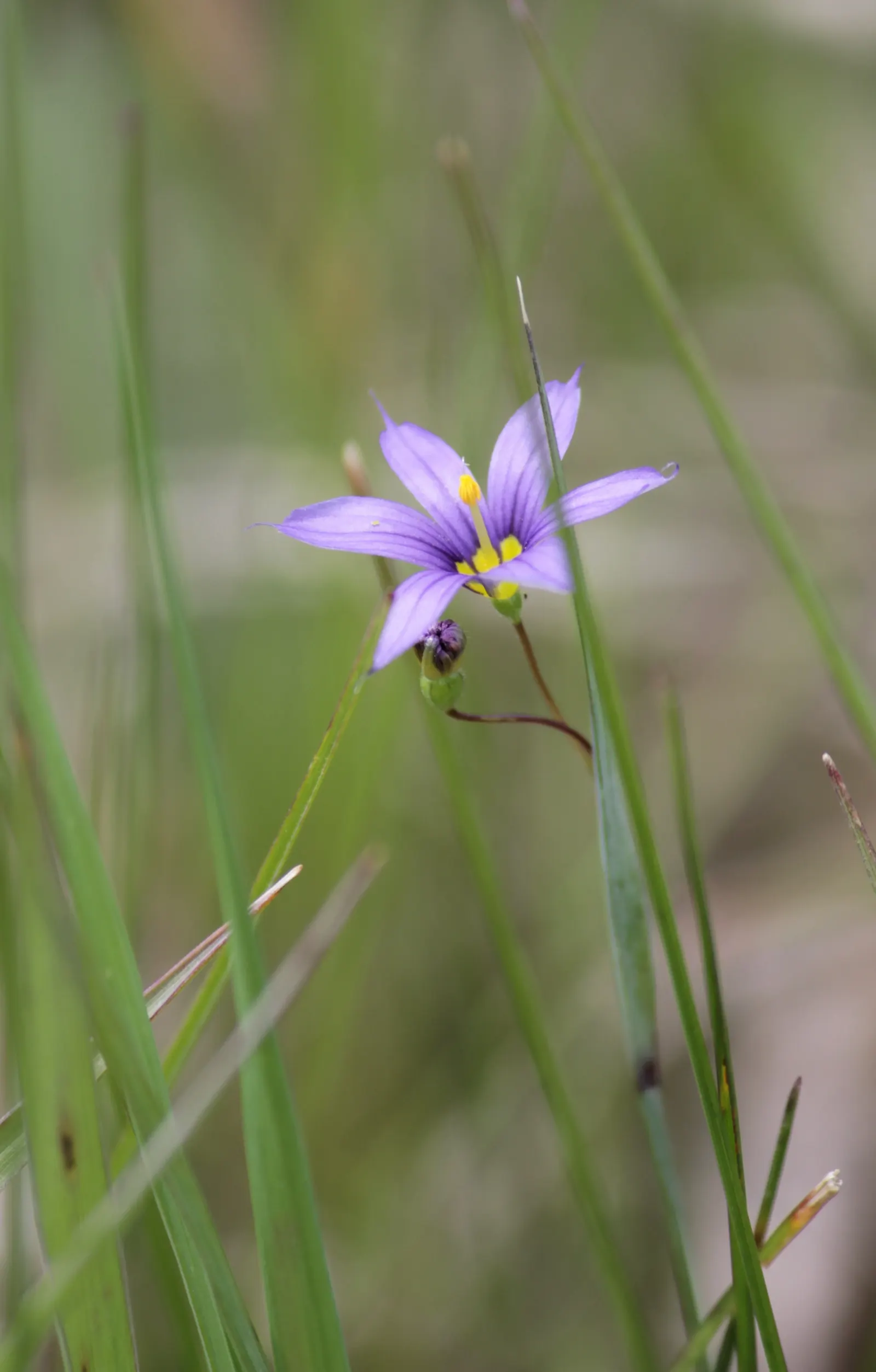 Blue-Eyed Grass (Sisyrinchium Bellum) — possess a striking deep blue hue with a gold center