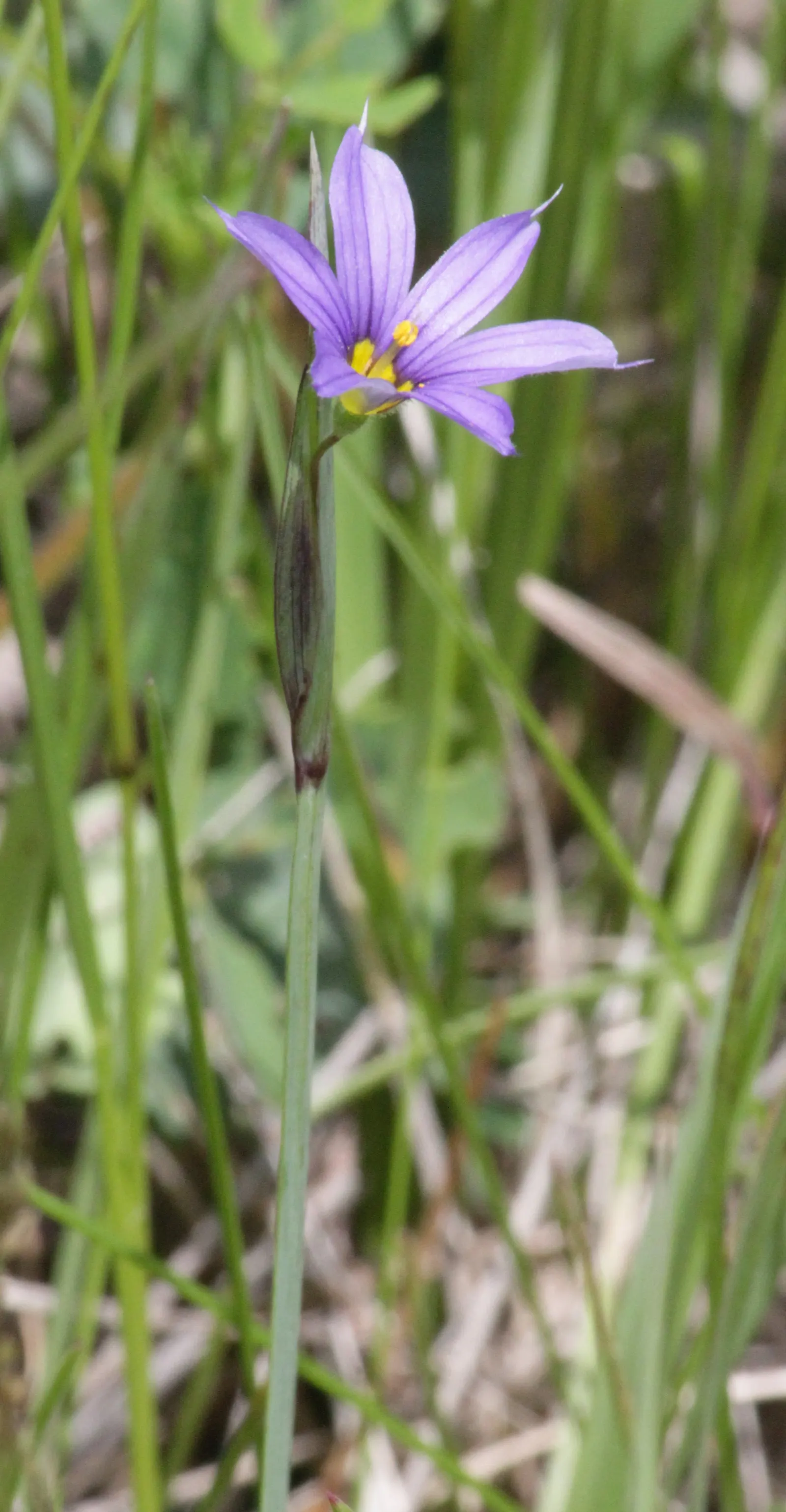 Blue-Eyed Grass (Sisyrinchium Bellum) — providing versatility in placement throughout your design