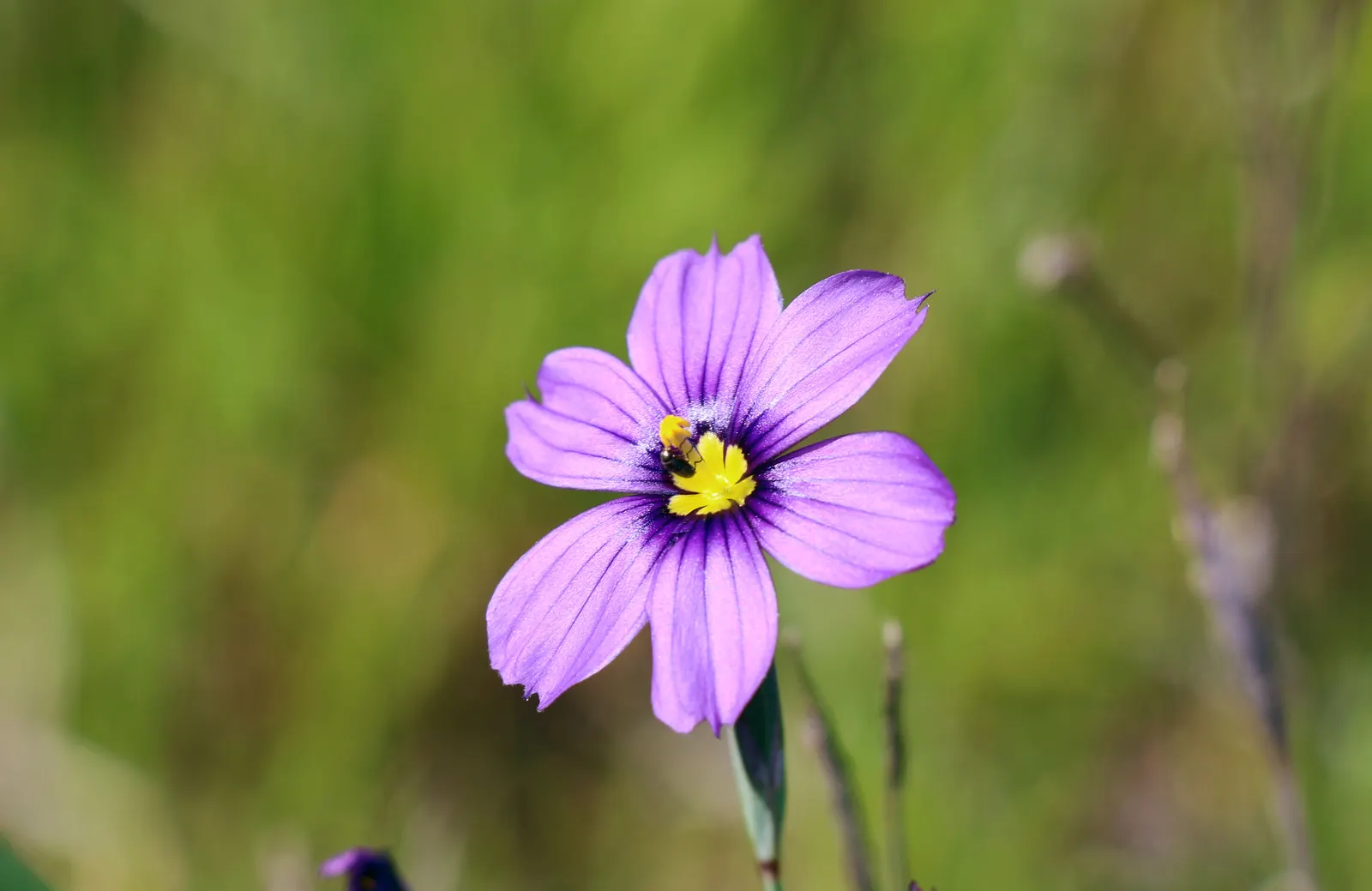 Blue-Eyed Grass (Sisyrinchium Bellum) — providing versatility in placement throughout your design; hardy in USDA zones 4-9, it thrives in full sun, image 127
