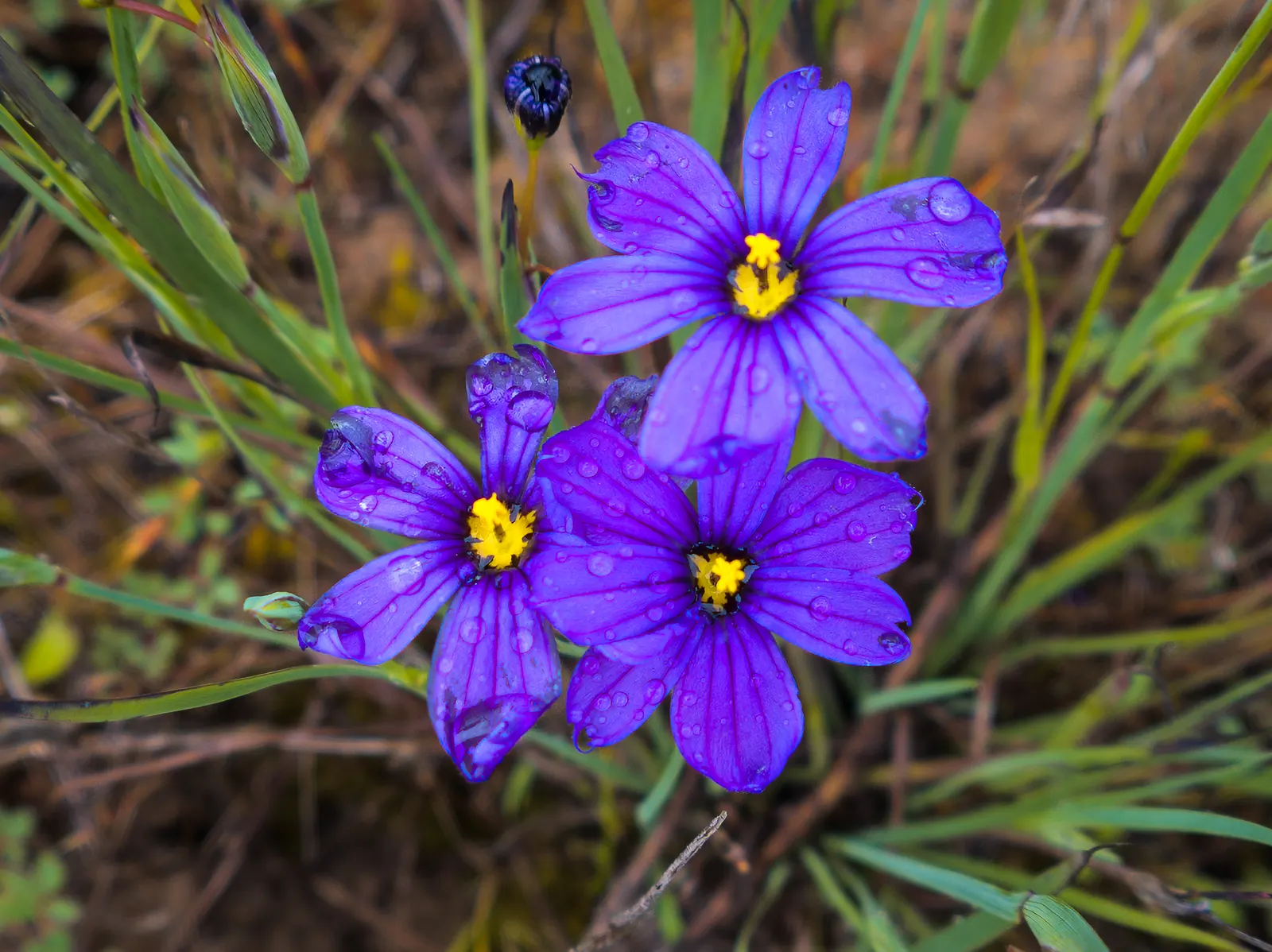 Blue-Eyed Grass (Sisyrinchium Bellum) — grass-like foliage that forms compact tufts of green; blue-Eyed Grass thrives in USDA Hardiness Zones 4-9, image 61