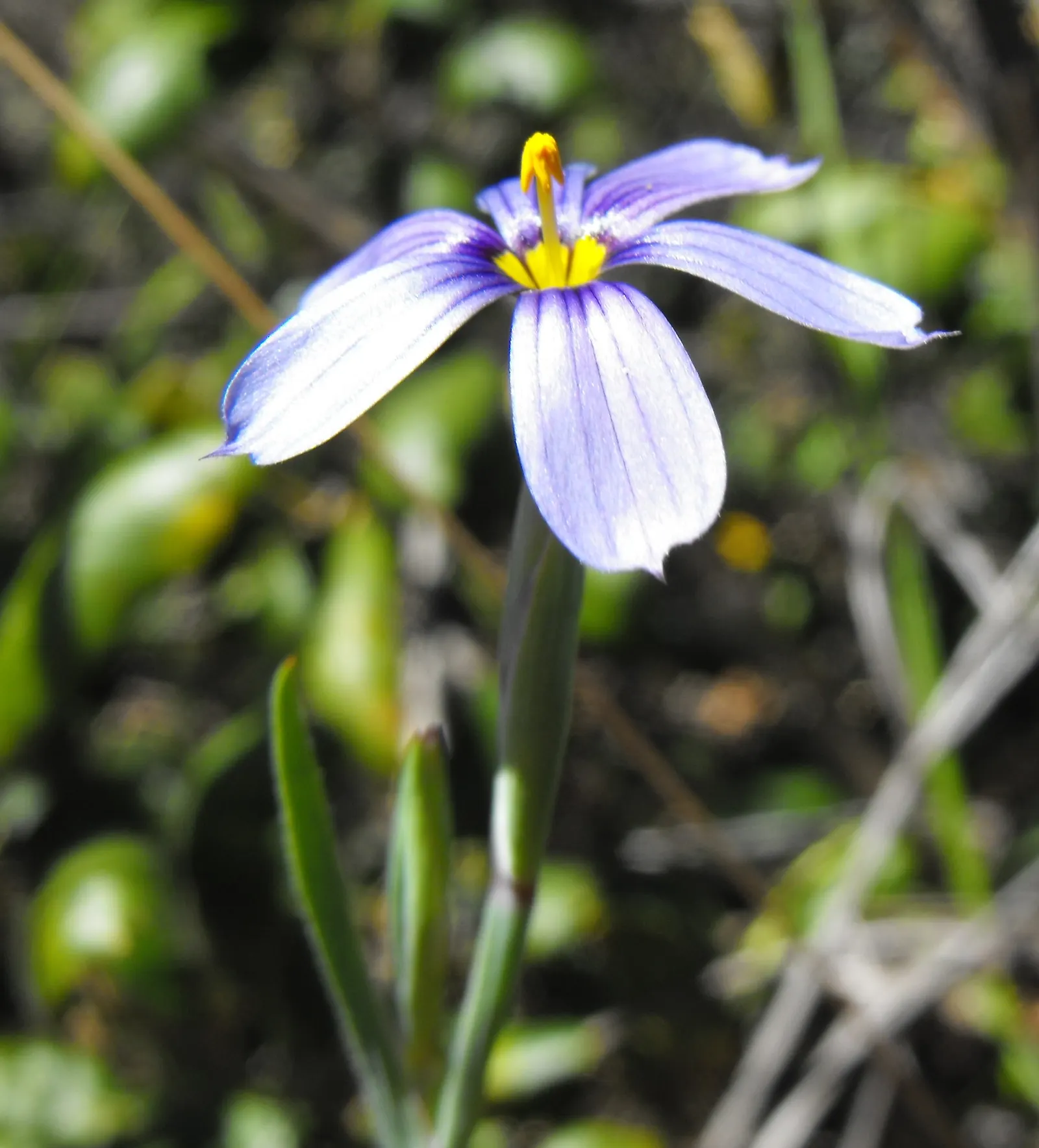 Blue-Eyed Grass (Sisyrinchium Bellum) — Blue-Eyed Grass thrives in USDA Hardiness Zones 4-9, flourishing in full to partial sunlight; not true, image 60