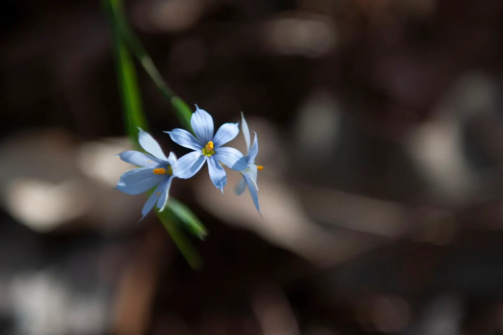 Blue-Eyed Grass (Sisyrinchium Bellum) — each about half an inch across; typically reaching a height of 12 to 18 inches with a similar spread, image 117